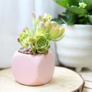 sunburst, aeonium sunburst for sale, succulents shop in California, Succulents shop near me, succulent subscription, how to grow succulents, succulent care guide, succulent care, succulents store in CA, monthly succulents, sunburst in California, How to grow sunburst, rose-shaped succulent plants