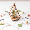 Tillandsia Prism Hanger