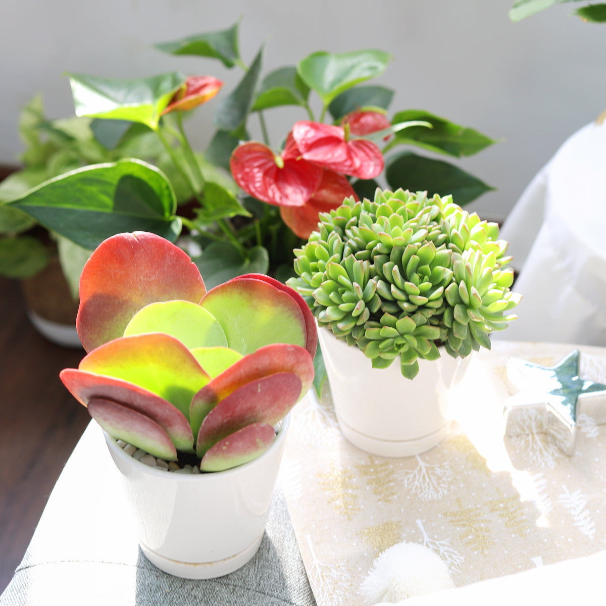 artificial succulents near me Kalanchoe Flapjacks Succulent - Live Indoor Plant For Sale