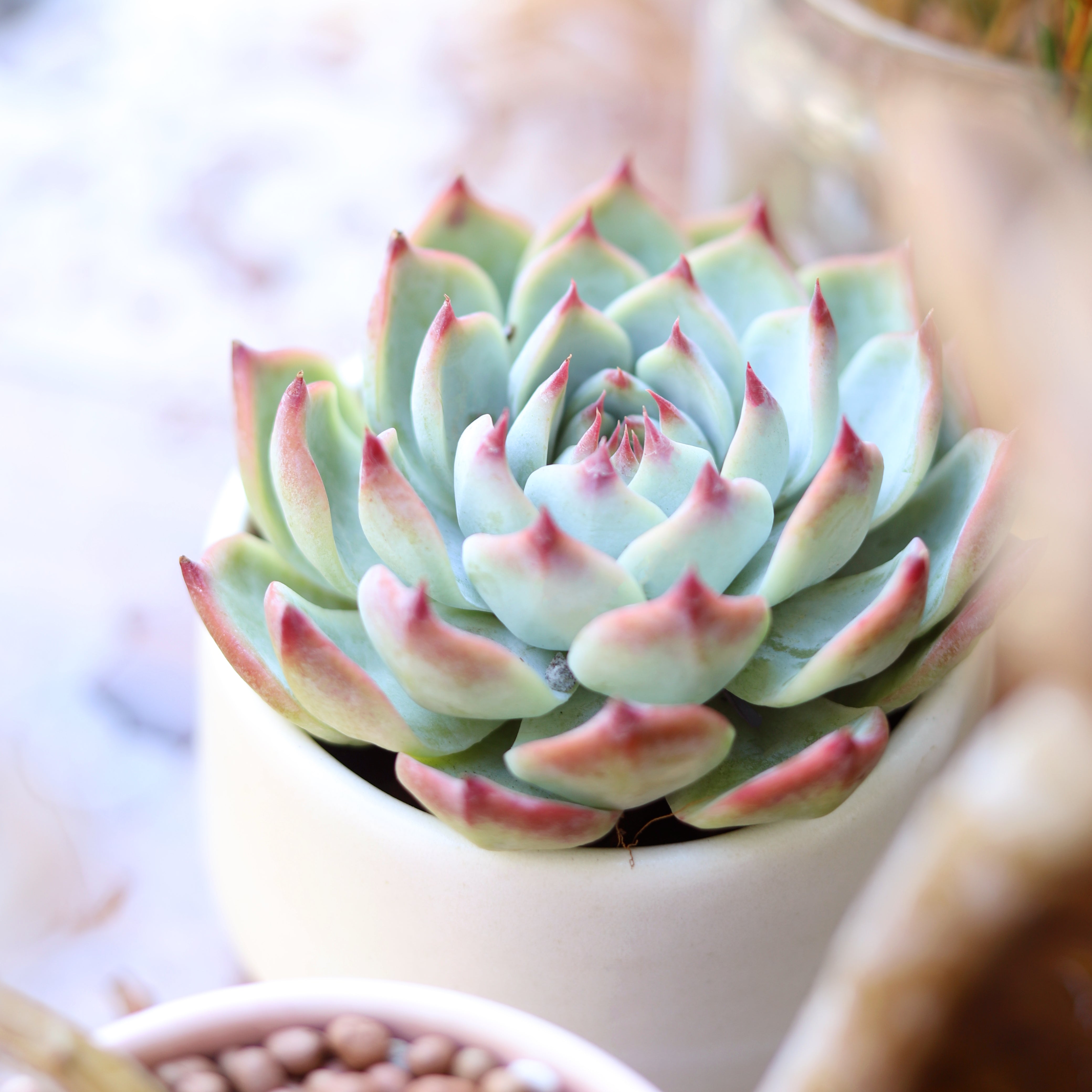 white succulent with pink tips Echeveria Tippy Pink Succulent