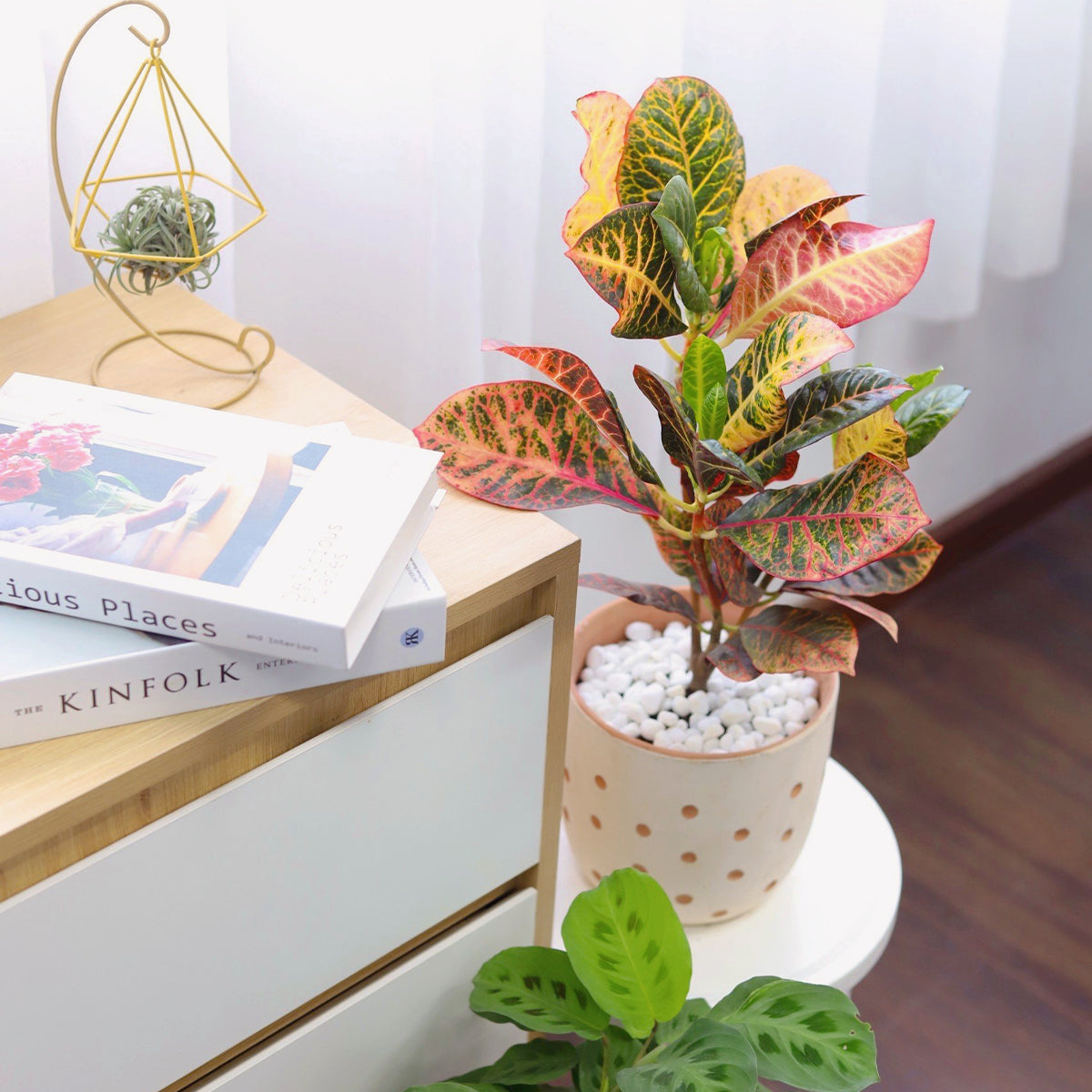 indoor croton petra plant Croton Petra Joseph's Coat
