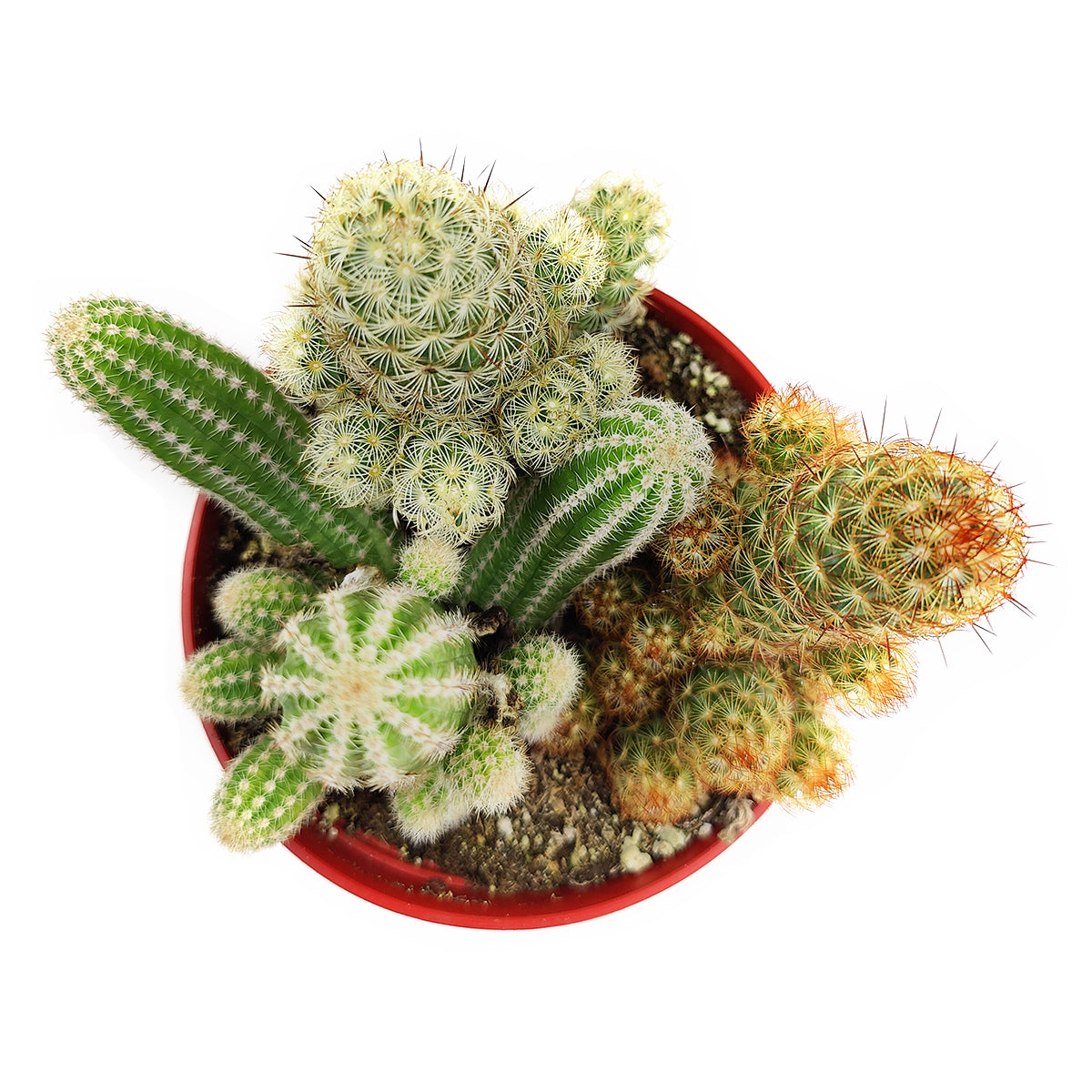 Cactus Garden Arrangement, Cacti, Random Cactus in Pot, Unique Cactus Arrangment, 3 kinds of cactus in pot for sale, buy cactus near me
