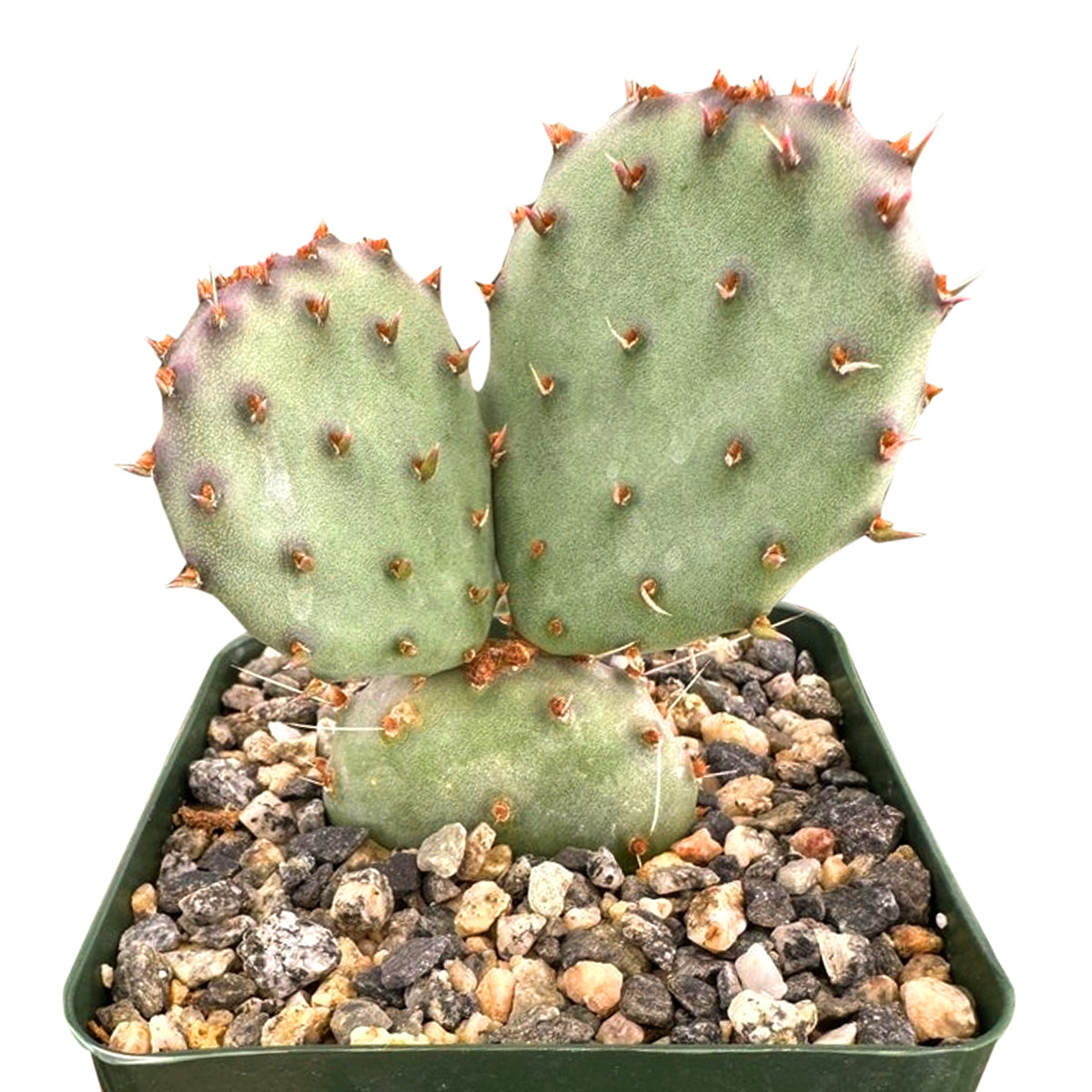 brittle prickly pear cactus for sale Rare Purple Prickly Pear Cactus - Opuntia Basilaris Baby Rita, Outdoor Cactus