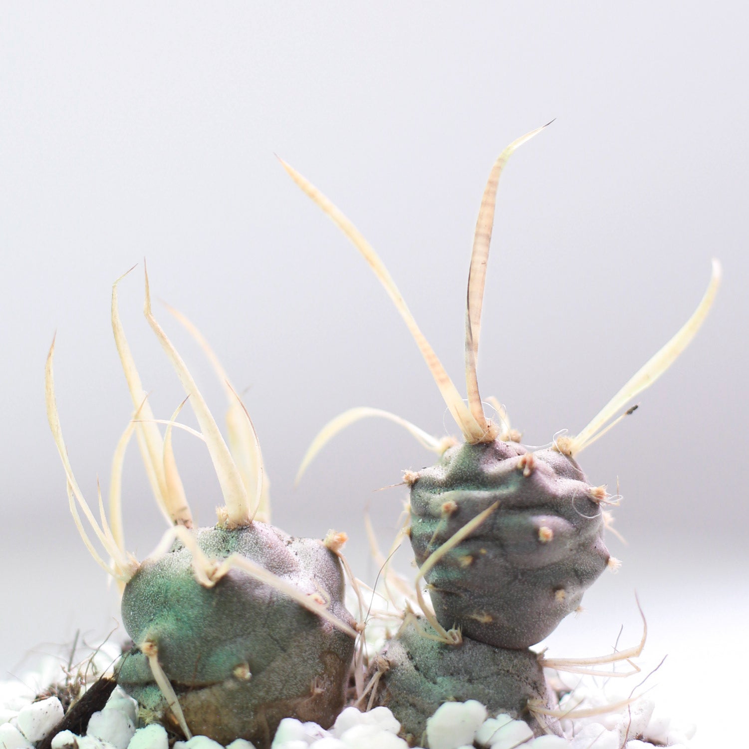 Paper Spine Cactus Tephrocactus, rare cactus, unique cactus for sale, buy cacti online