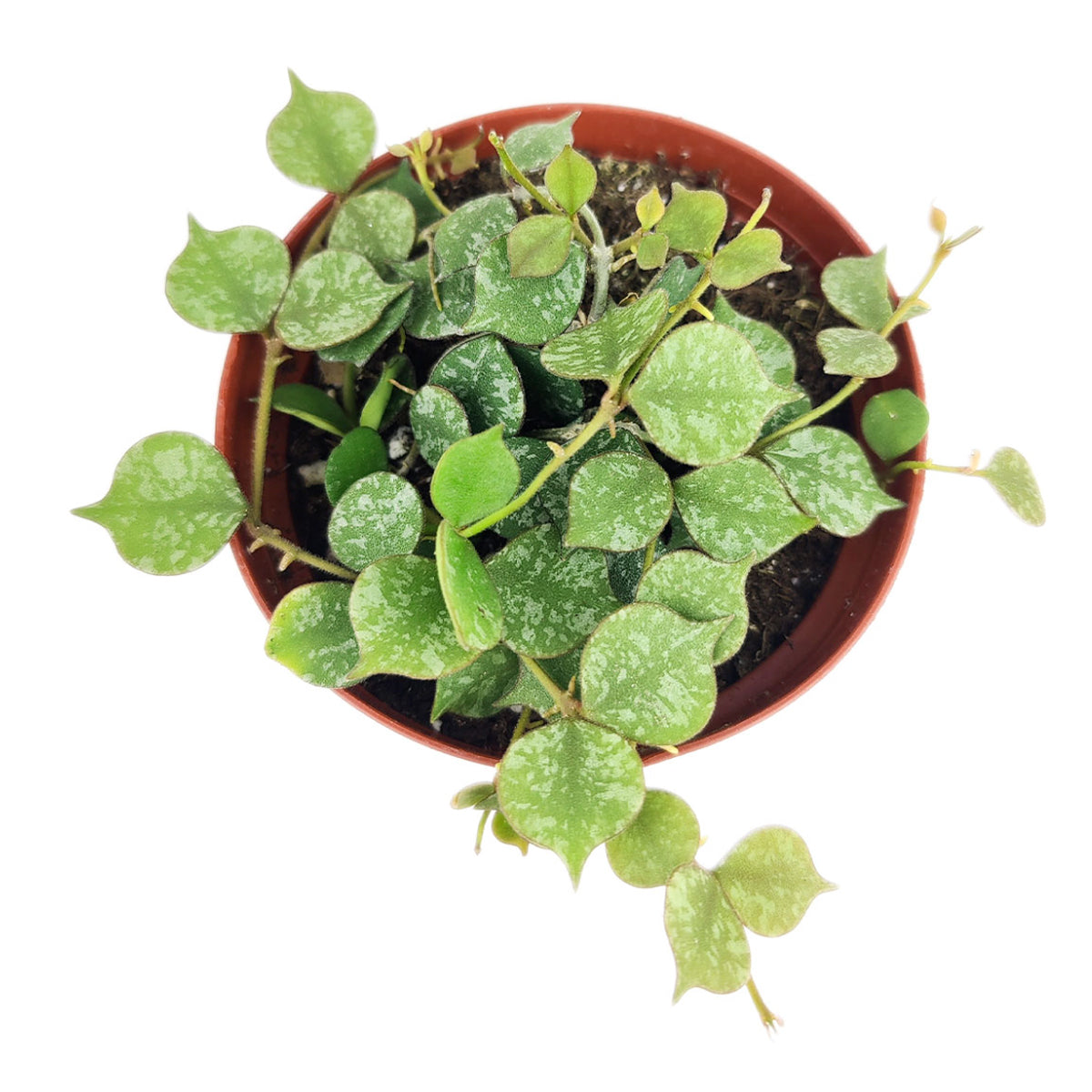 Hoya Curtisii, Curtisii Hoya, Hoya Curtisii plant, Hoya Curtisii for sale, Hoya Curtisii care, Hoya Curtisii houseplant, how to care for Hoya Curtisii , Hoya plants, houseplants, house plants, common houseplants, houseplants near me, houseplants for sale