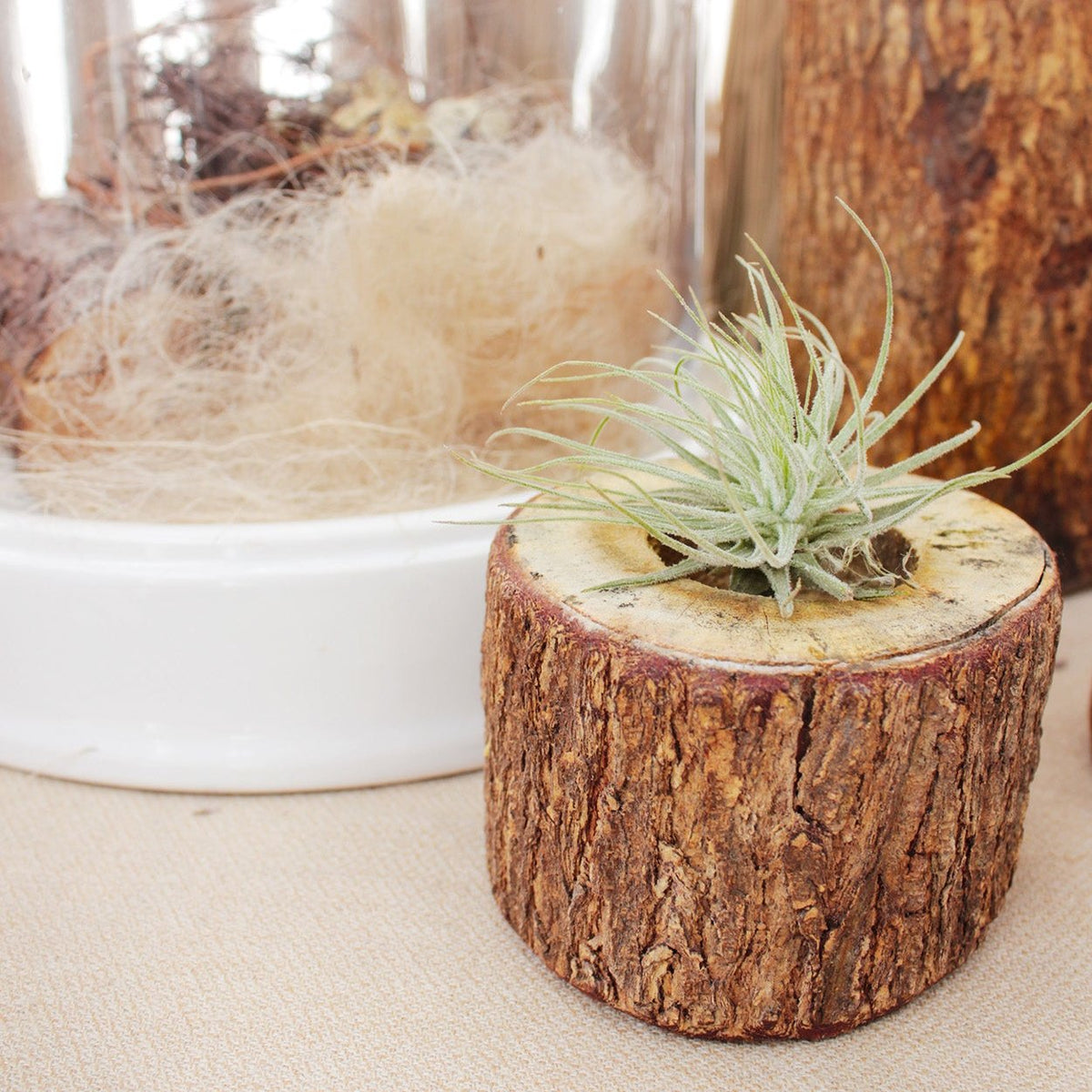 Tillandsia Magnusiana Air Plant Decor Ideas, Live Air Plant Gift Ideas, where to buy airplant online