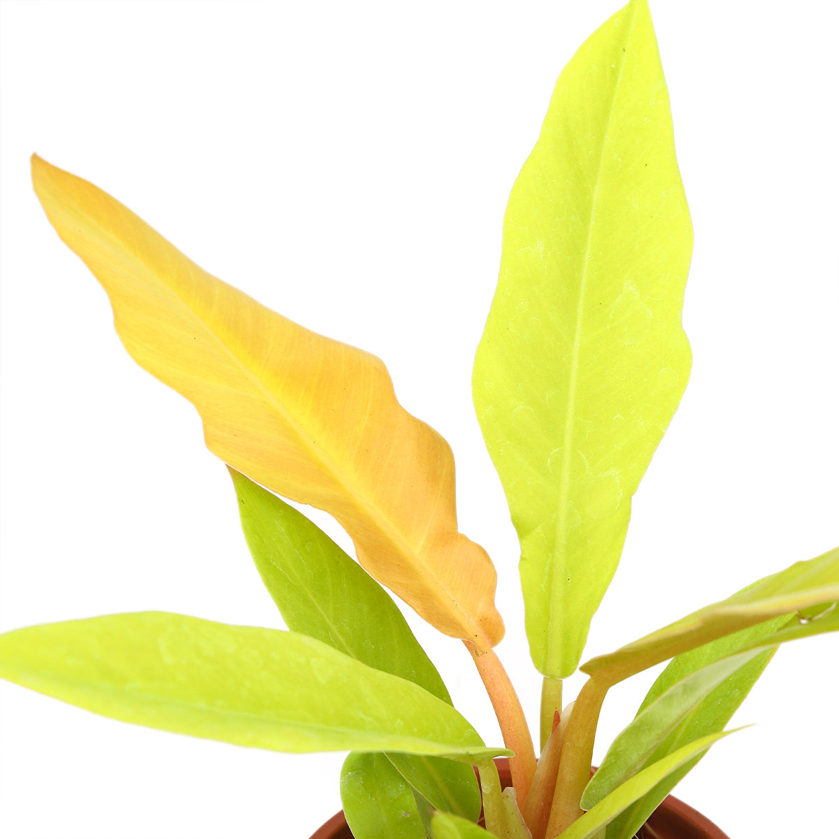 philodendron gergaji golden saw Philodendron Gergaji Golden - Colorful Tropical Live Indoor Plants