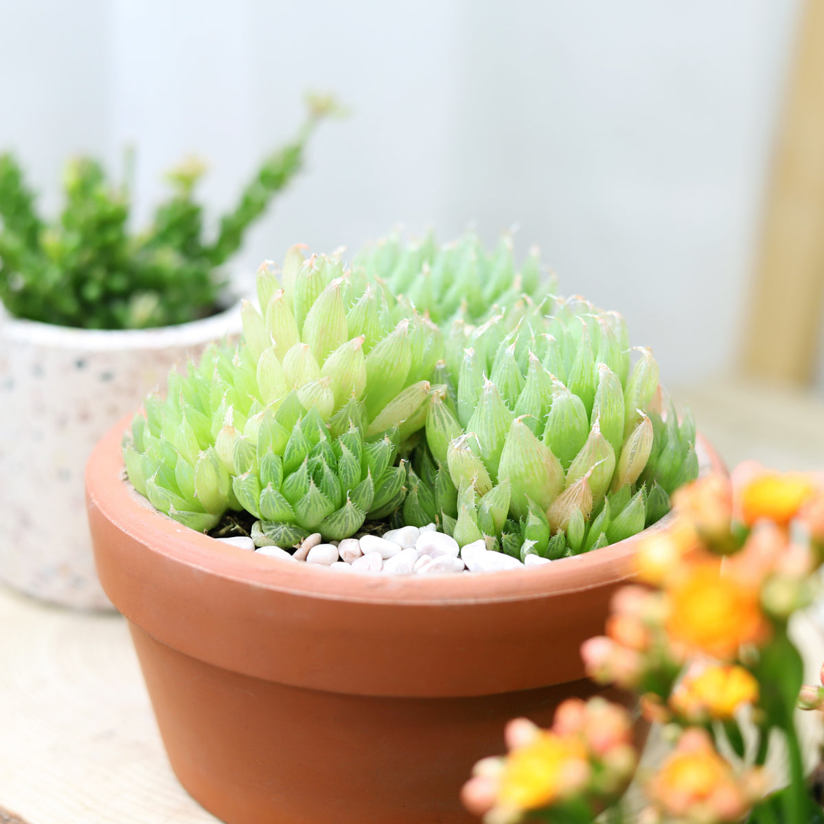 where to buy mini succulent plants Haworthia Cooperi Succulent