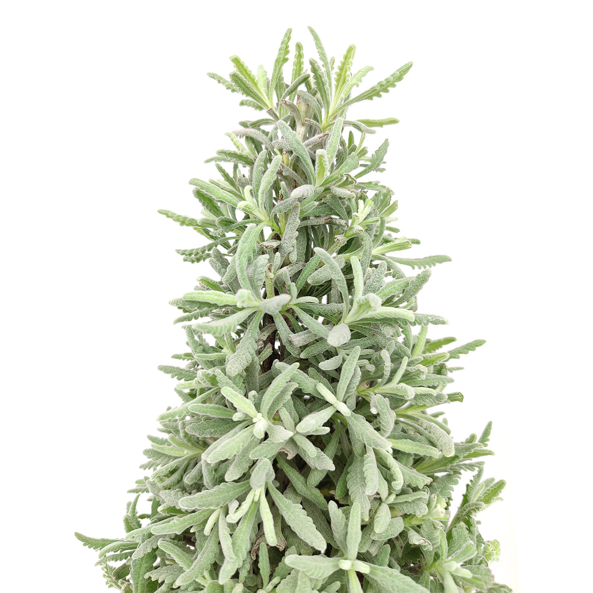 christmas tree lavender Lavender Holiday Tree - Aromatic Christmas Shaped Lavender Tree
