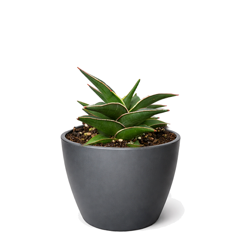 lavranos sansevieria Snake Plant 'Lavranos' – Rare Miniature Sansevieria