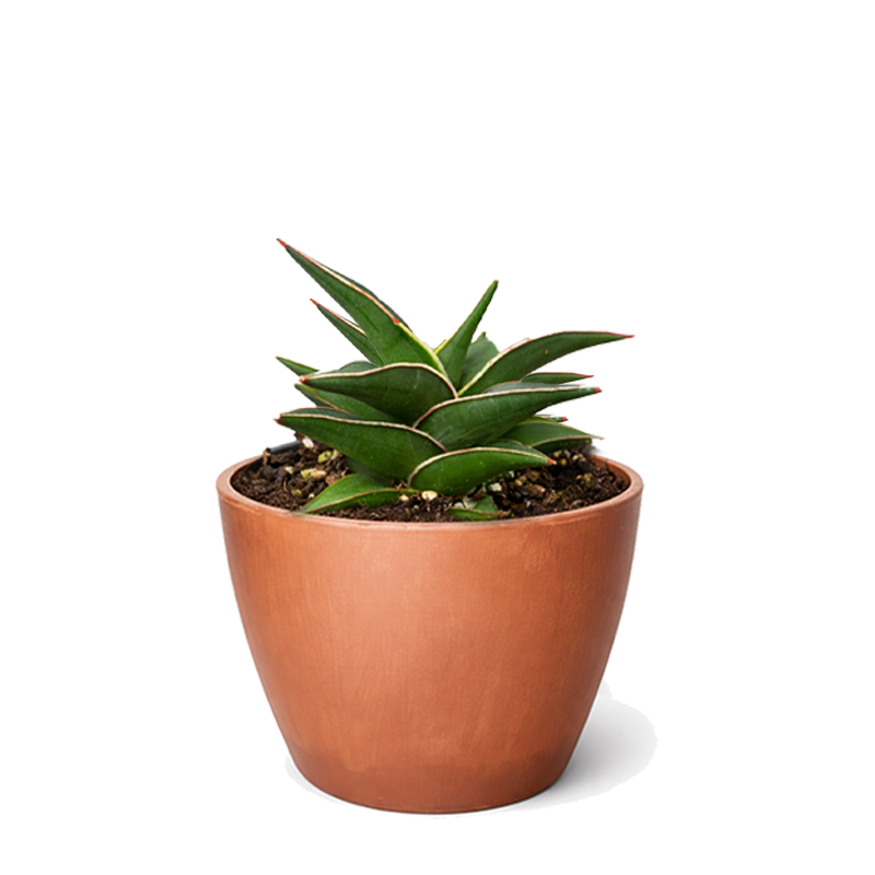 rare sansevieria species Snake Plant 'Lavranos' – Rare Miniature Sansevieria | Buy Live Plants Online
