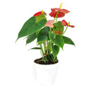 anthurium care indoor, how to care for anthurium, Anthurium Red, red Anthurium in ca, best indoor flowering plants, outdoor flowering plants, flamingo flower, anthurium plants