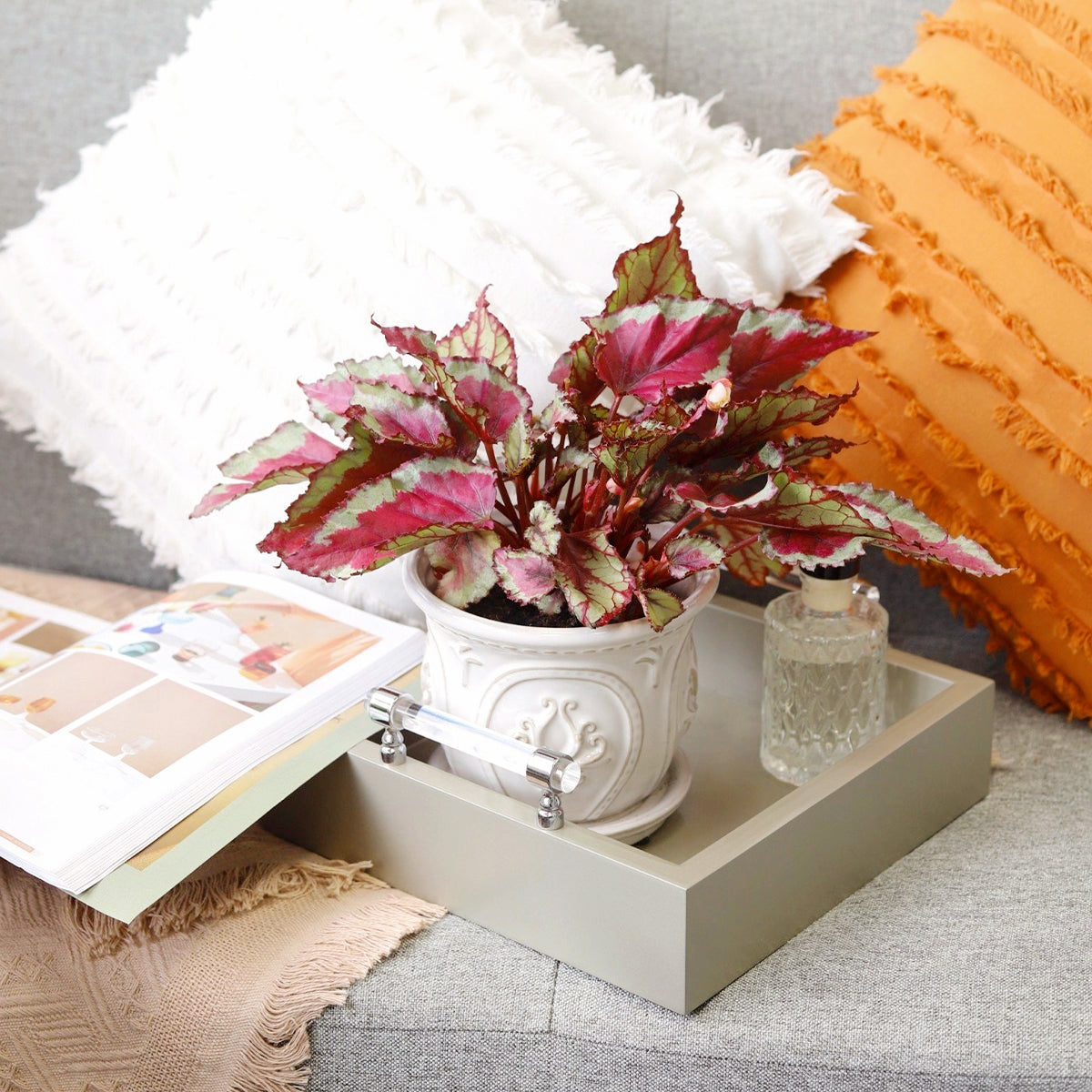 Begonia Rex colorful houseplant decor ideas, Houseplant as gift