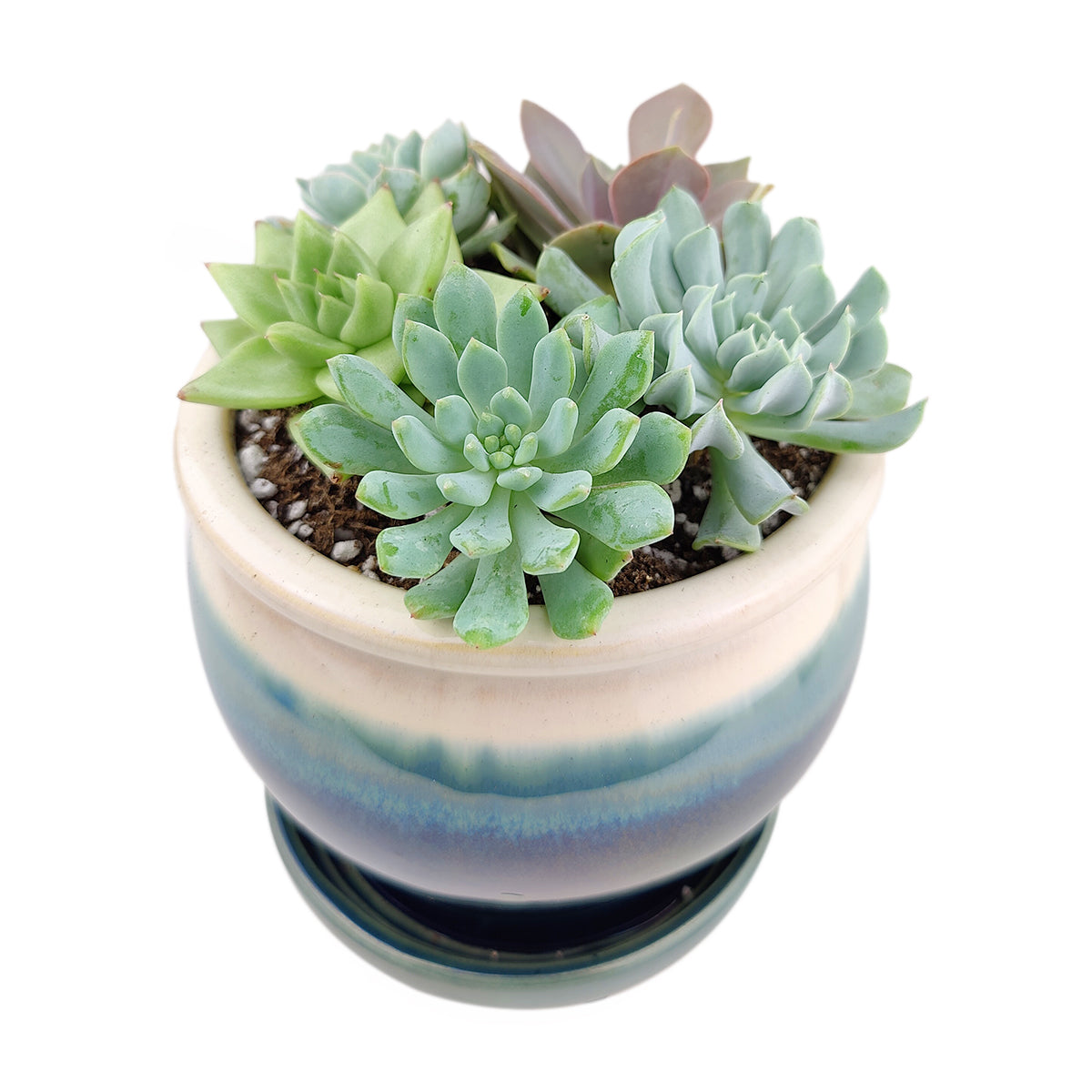 Succulent Arrangement in Ceramic Pot, rosette succulents, colorful succulents, stunning succulent arrangement for home and office decor, random succulents in ceramic pots