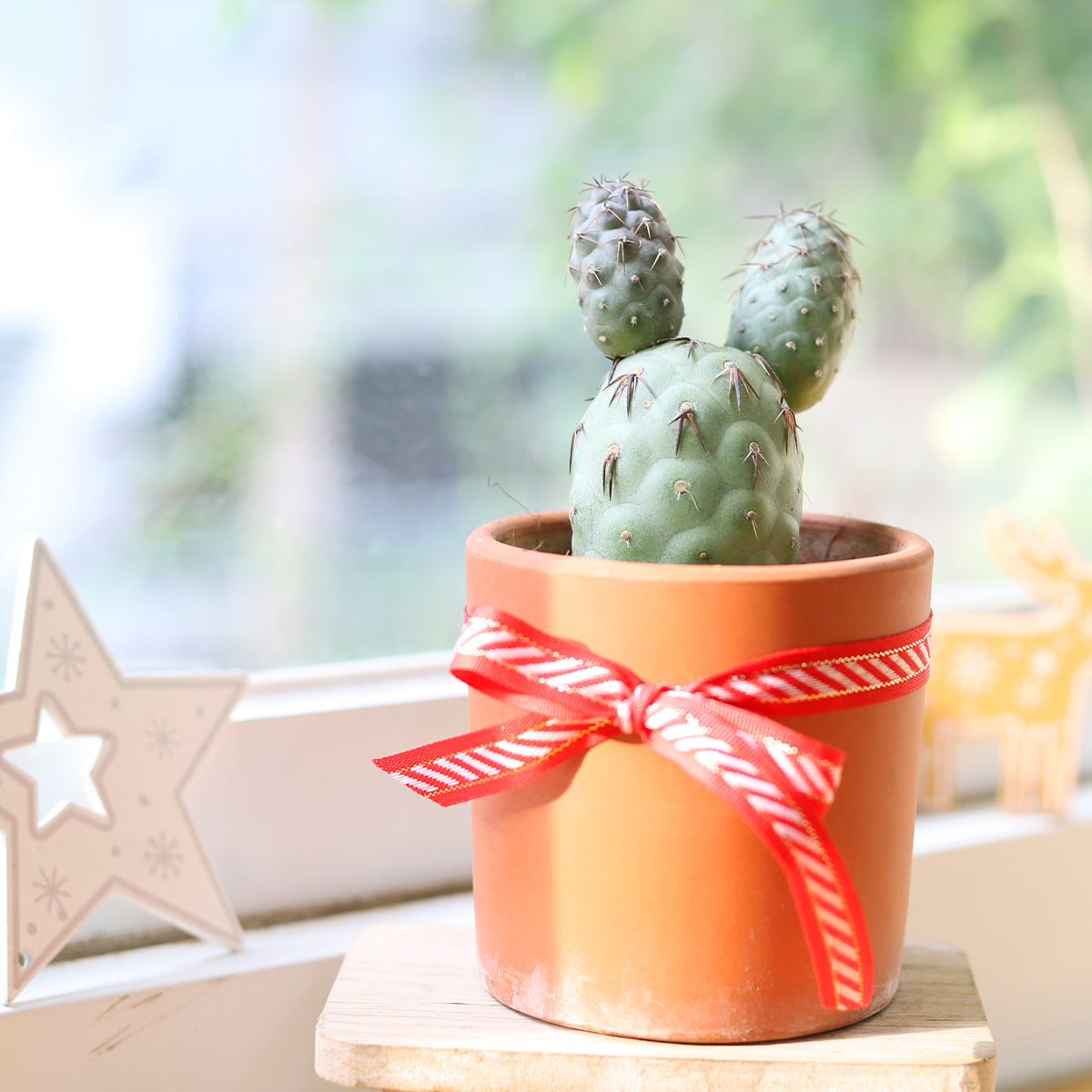rare succulents and cacti Tephrocactus Geometricus - Rare, Unique, Low-maintenance Cactus
