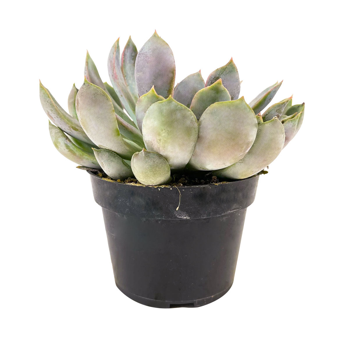 succulents for sale miami Echeveria Summer – Stunning Succulent for Your Collection 2 inch / Clay Pot by Succulents Box