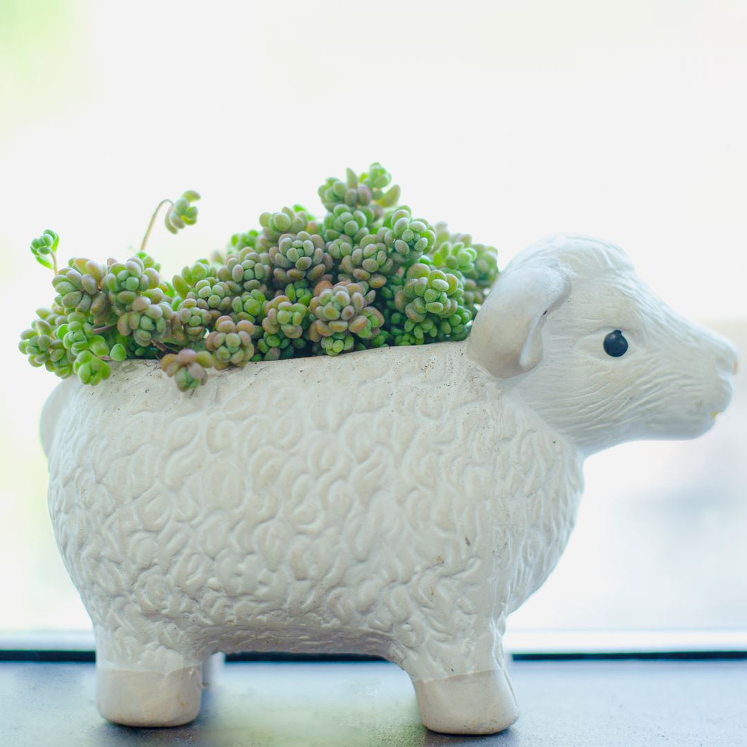 succulent the sheep Sedum Minor: A Unique and Easy-Care Succulent With a Touch of Elegance