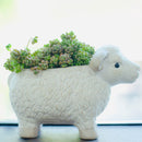 Corsican Stonecrop care, how to grow succulents, succulents shop in California, cactus, Rare succulents, monthly succulents, succulent subscription, succulent care tips, succulents garden, Corsican Stonecrop in California, How to grow Corsican Stonecrop, Sedum Succulents