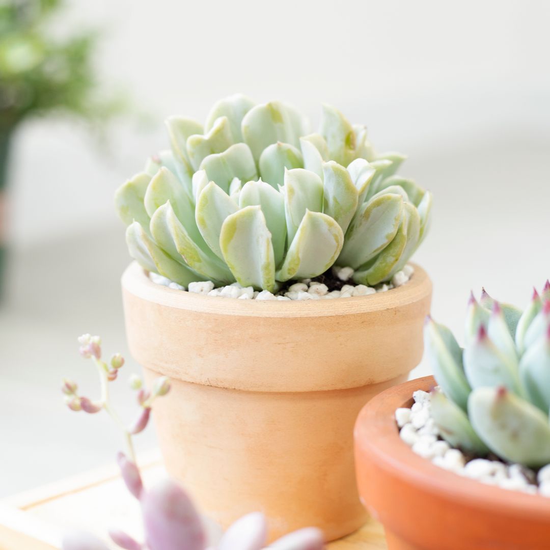 topsy turvy succulent Echeveria Topsy Turvy Succulents For Sale