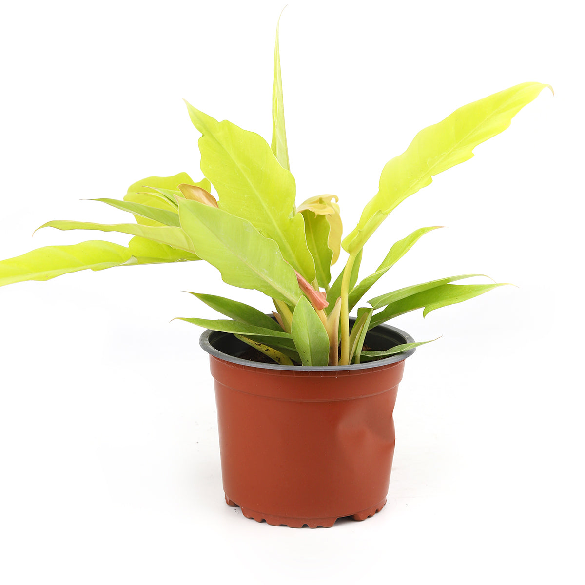philodendron gergaji Philodendron Gergaji Golden - Colorful Tropical Live Indoor Plants