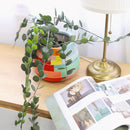 xerosicyos danguyi silver dollar vine, silver dollar vine for sale, silver dollar vine plant care, rare silver dollar vine succulent