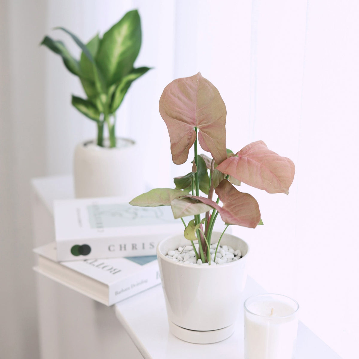 syngonium pink indoor plant Syngonium Neon Robusta - Syngonium Strawberry
