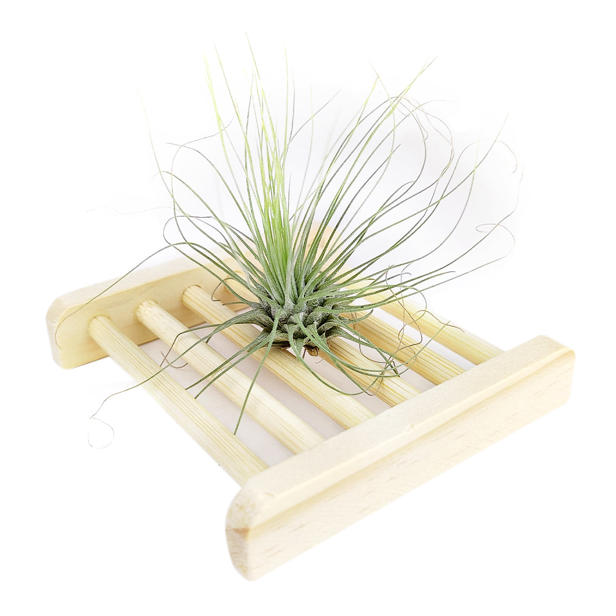 Natural Wood Air Plant Holder, 3 inch air plant holder, retro style air plant holder, air plant container for sale