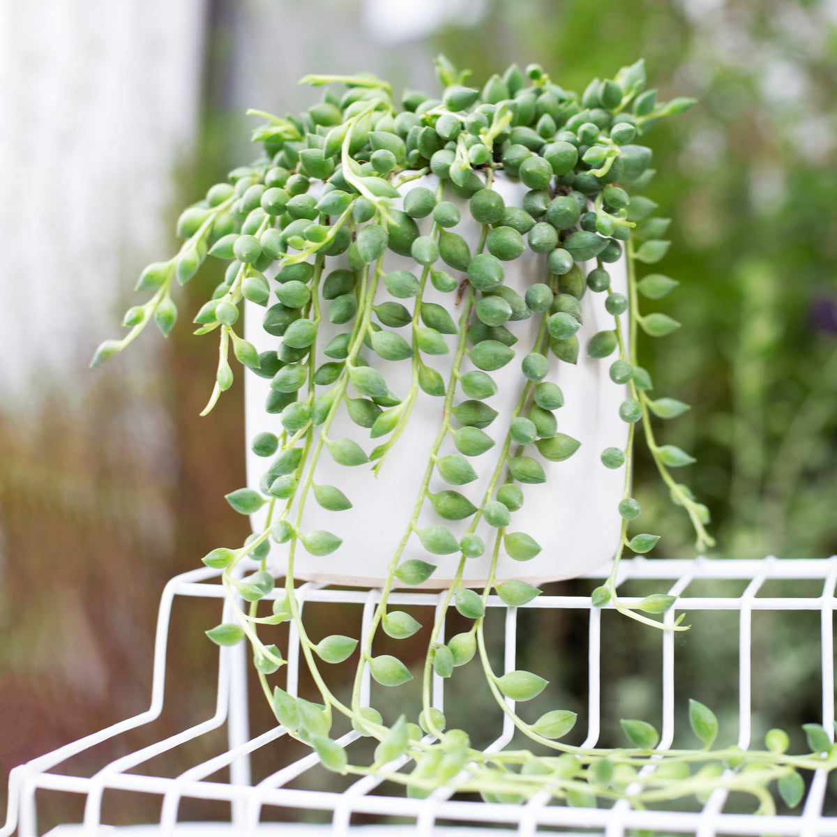 string of tears for sale online, buy string succulent plants online, live succulent as gift
