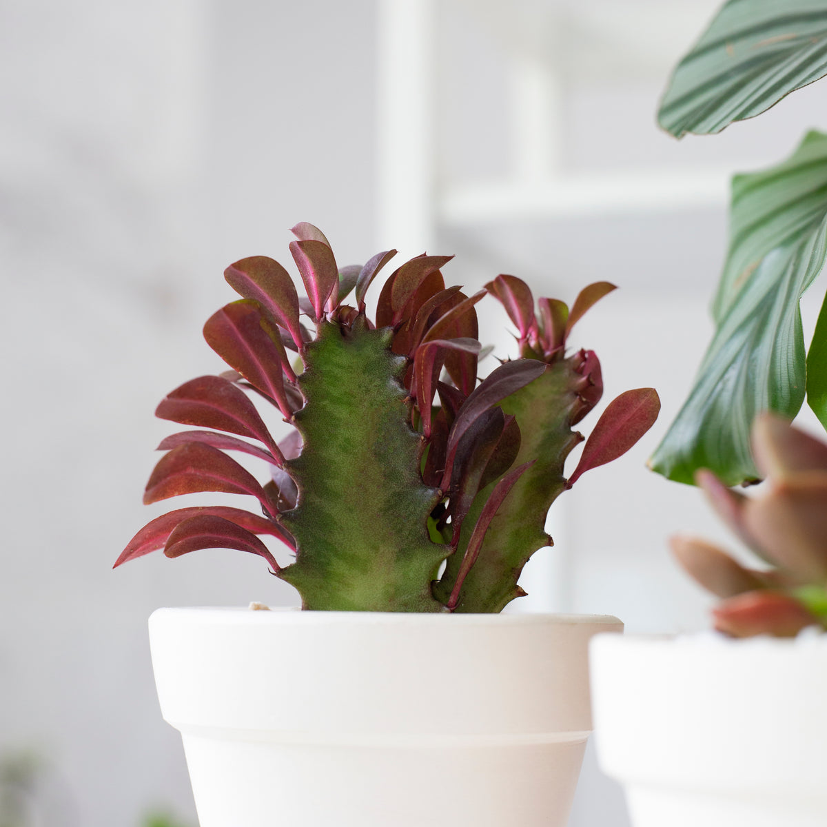 buy Succulent Euphorbia 'Trigona Rubra' live succulent 2" pot online, architectural plant with forest green vivid foliage, upright branching growth form, slow-growing succulent, low maintenance indoor plant, modern minimalist home decor, distinctive gift for plant lovers