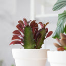 buy Succulent Euphorbia 'Trigona Rubra' live succulent 4" pot online, distinctive green and white variegated foliage, upright architectural form, resilient low-water houseplant, air sensitive tropical succulent, statement piece for shelving, perfect gift for indoor gardeners