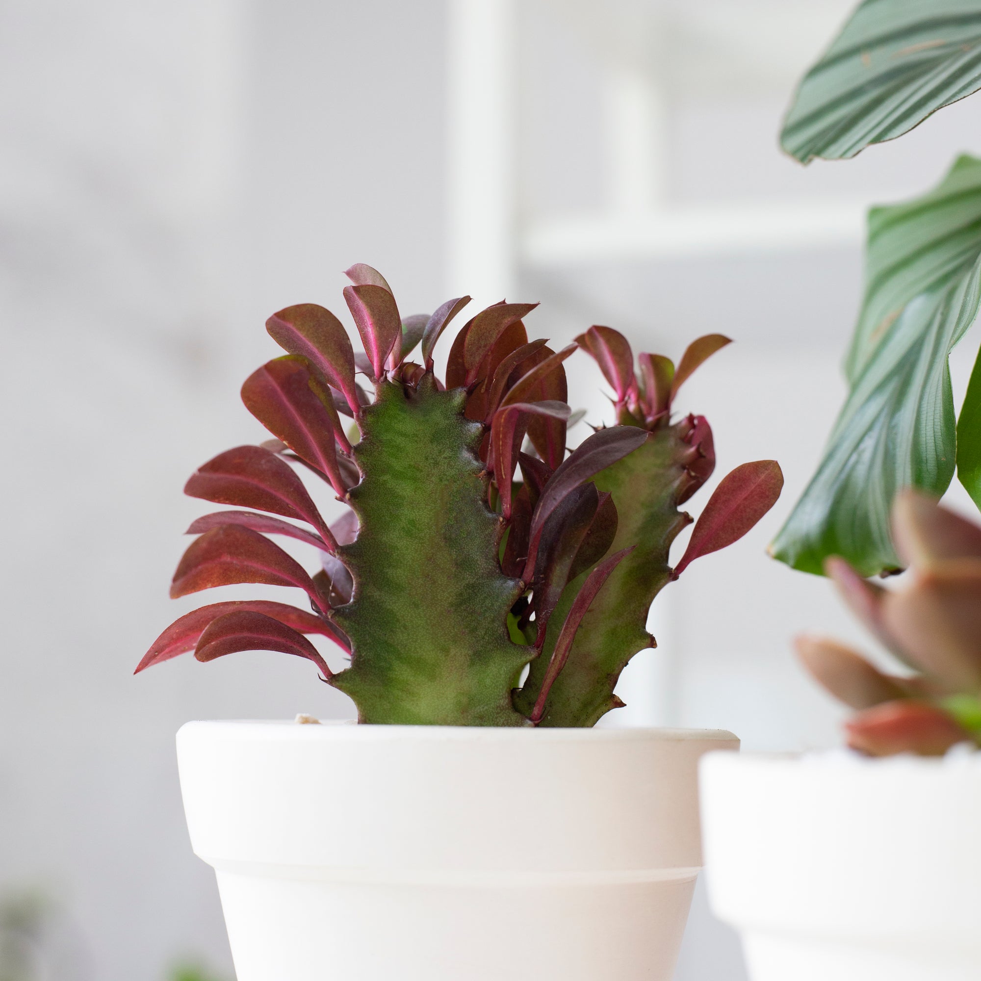 Euphorbia Trigona f. Rubra unusual succulent for sale, Live succulent gift ideas