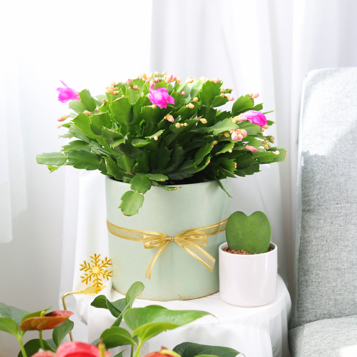 succulents christmas cactus Random Color Christmas Cactus Thanksgiving Cactus