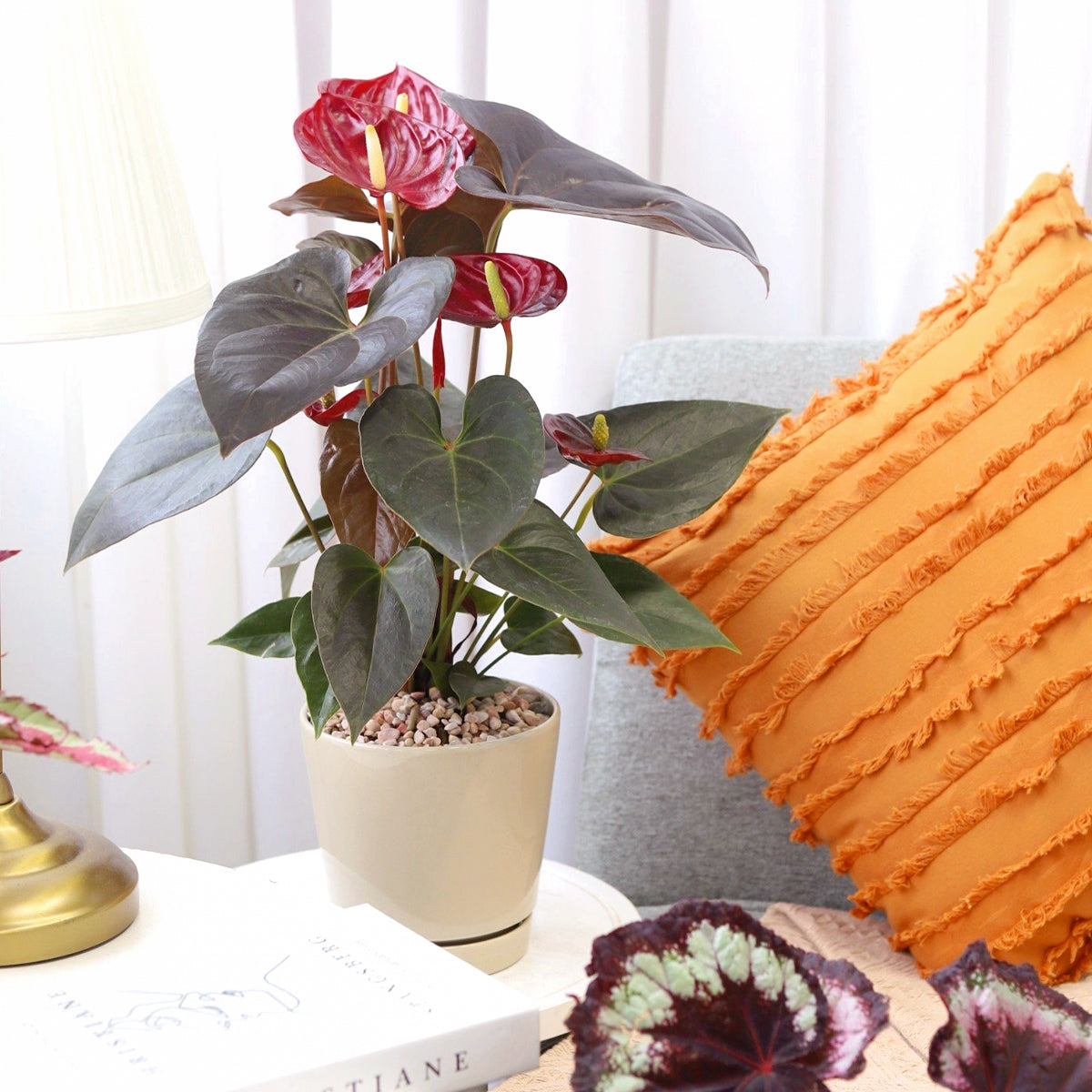 anthurium care indoor, how to care for anthurium, Anthurium Red, red Anthurium in ca, best indoor flowering plants, outdoor flowering plants, flamingo flower, anthurium plants