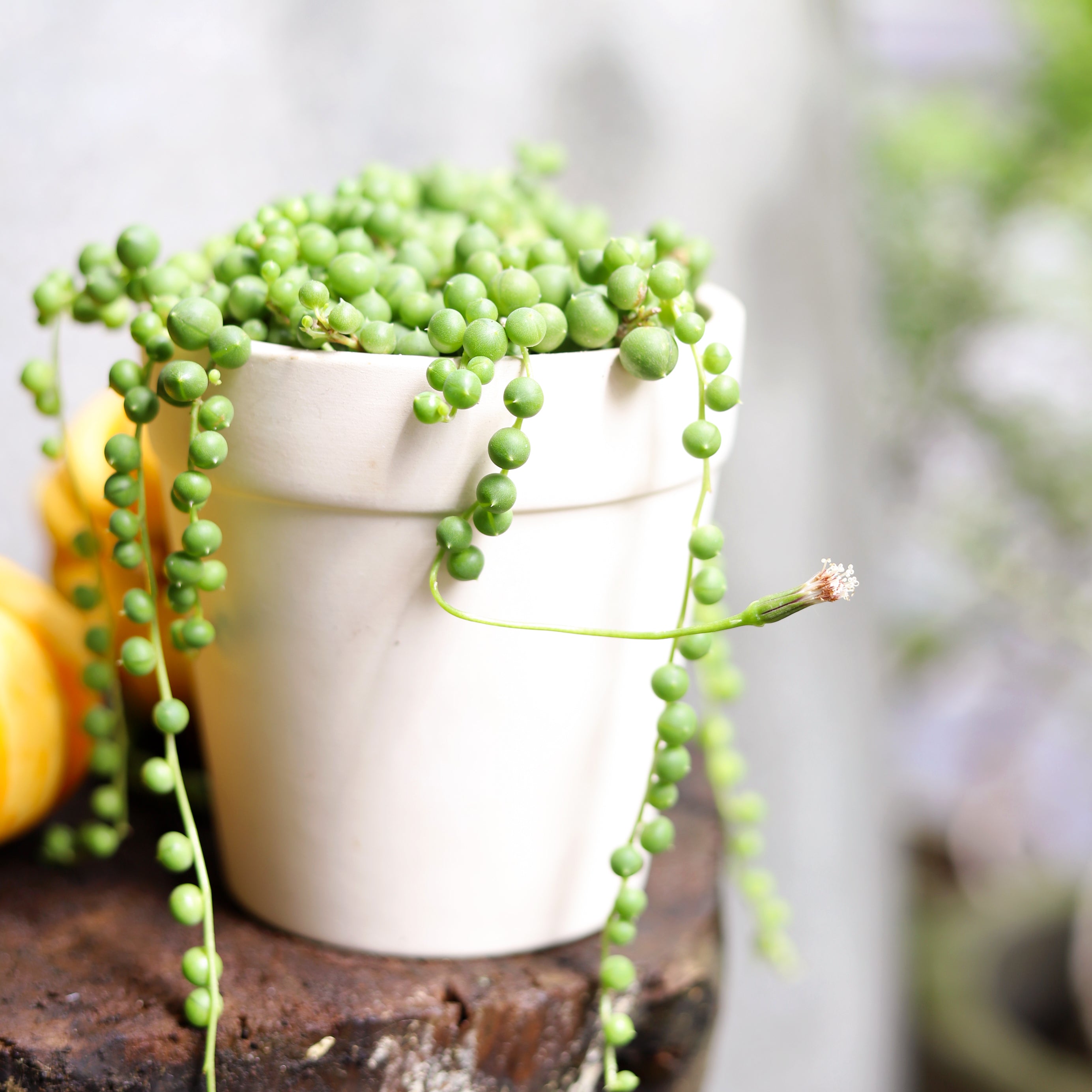 hanging indoor plant string of pearls Buy String Of Pearls Hanging Succulent Plant Online 4 inch / Watercolor Custom Pot by Succulents Box