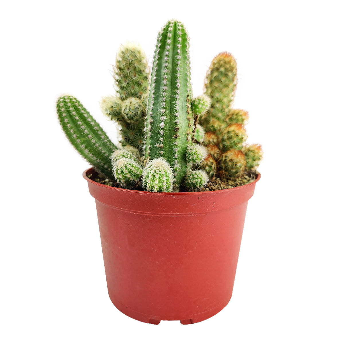 Cactus Garden Arrangement, Cacti, Random Cactus in Pot, Unique Cactus Arrangment, 3 kinds of cactus in pot for sale, how to grow and care for cactus