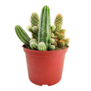Cactus Garden Arrangement, Cacti, Random Cactus in Pot, Unique Cactus Arrangment, 3 kinds of cactus in pot for sale, cactus for sale