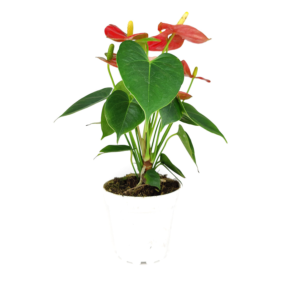 Anthurium Red, Flowering Houseplants, Colorful Flowering Houeplants, How to Care for Anthurium Flower, Air Purifying Houseplants, Indoor Houseplants, Tips for Growing Anthurium Red