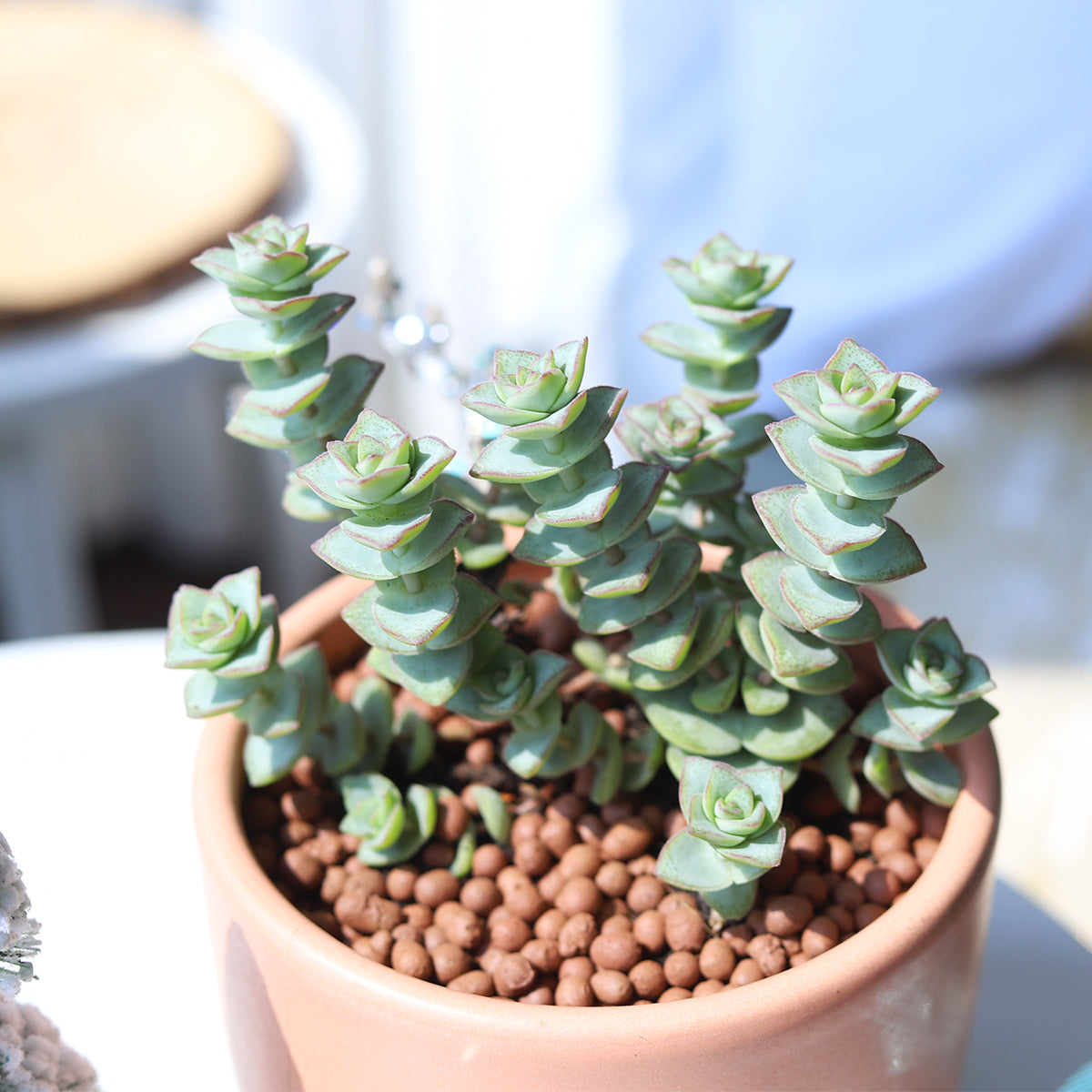String of buttons Crassula perforata in decorative pot, 4 inch String of buttons for sale online