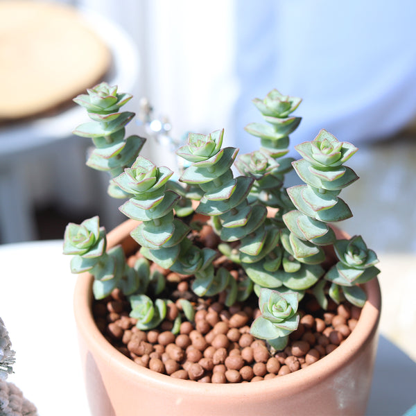 variegated string of buttons succulent String of buttons Crassula perforata