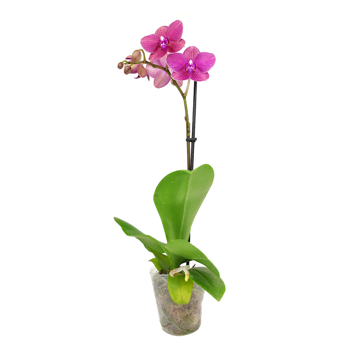 orchid plants, orchid pot, orchid, orchid flowers, orchid pots with holes, live orchid plants, phalaenopsis orchid, pink orchid flowers, how to care for phalaenopsis orchid plants