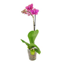 orchid plants, orchid pot, orchid, orchid flowers, orchid pots with holes, live orchid plants, phalaenopsis orchid, pink orchid flowers, how to care for phalaenopsis orchid plants