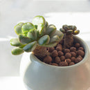 Graptoveria Amethorum Succulent for sale, Echeveria Amethorum Rosette Shaped Succulent Plant, How to care for Graptoveria Amethorum Succulent, How to grow Graptoveria Amethorum Succulent indoor, Rare Echeveria Succulents for sale, Succulents Gift Decor Ideas, rare succulents, rare succulents for sale, unique succulents, buy succulents online, rare succulent, succulent shop, unusual succulents, succulent store, succulents online