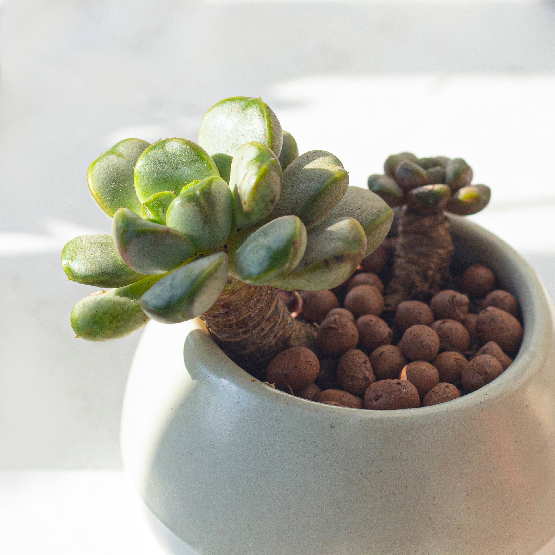 amethorum succulent Graptoveria Amethorum Succulent & Care Guie | Succulents Gift Decor