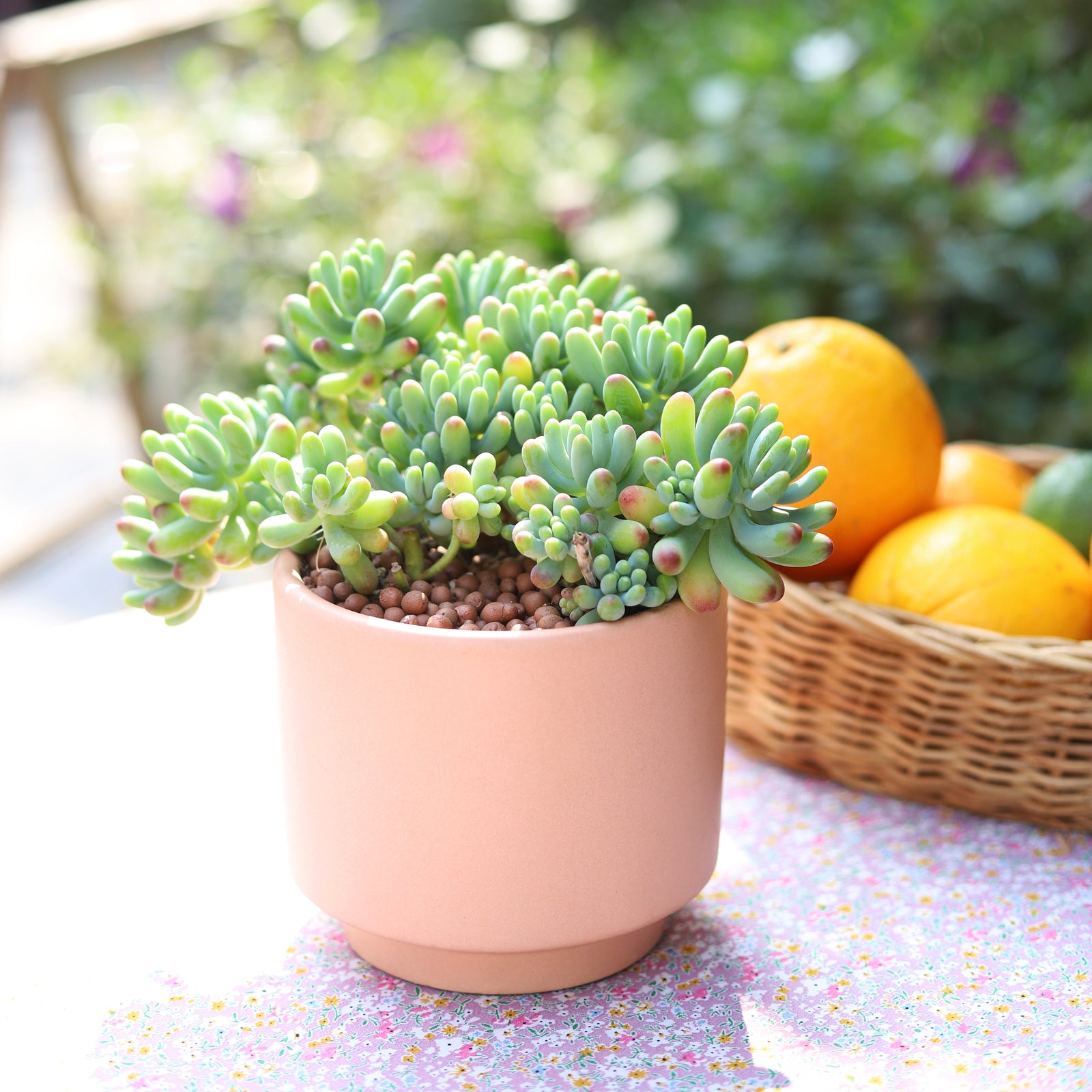 Green Jelly Bean Sedum succulent for sale, Live succulent gift ideas, chubby succulents
