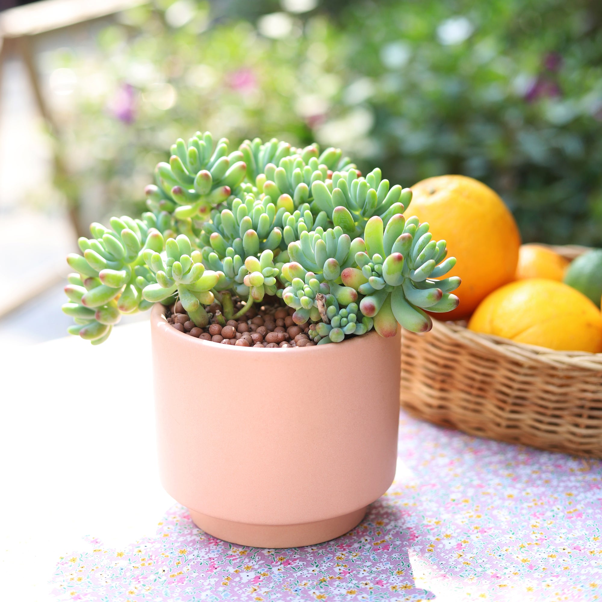 Green Jelly Bean Sedum succulent for sale, Live succulent gift ideas, chubby succulents