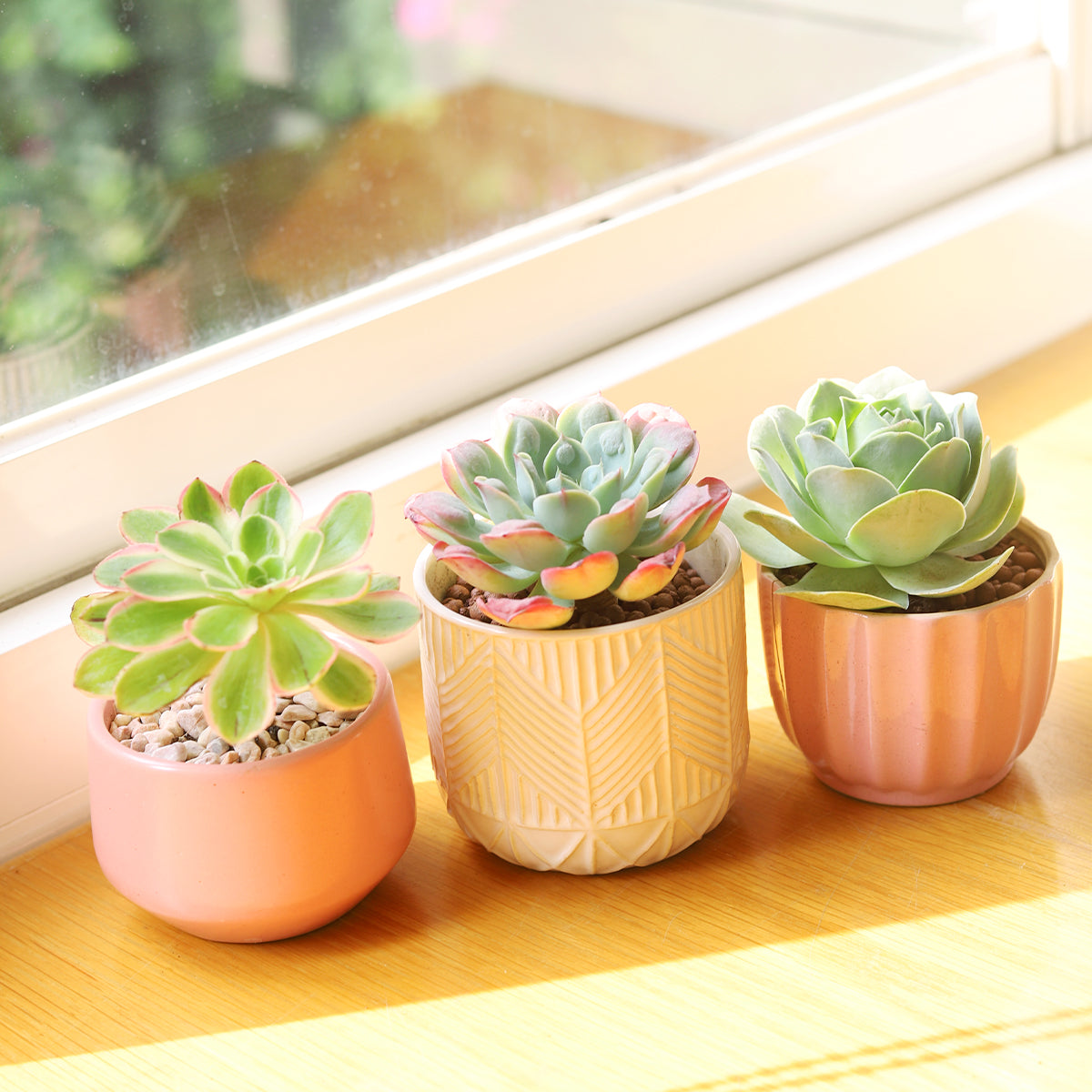 Potted Succulent Plants for Mother&#39;s Day Gifts, Send Succulent Gifts for Mom, Mother&#39;s Day Succulent Gift Box for Sale 2025