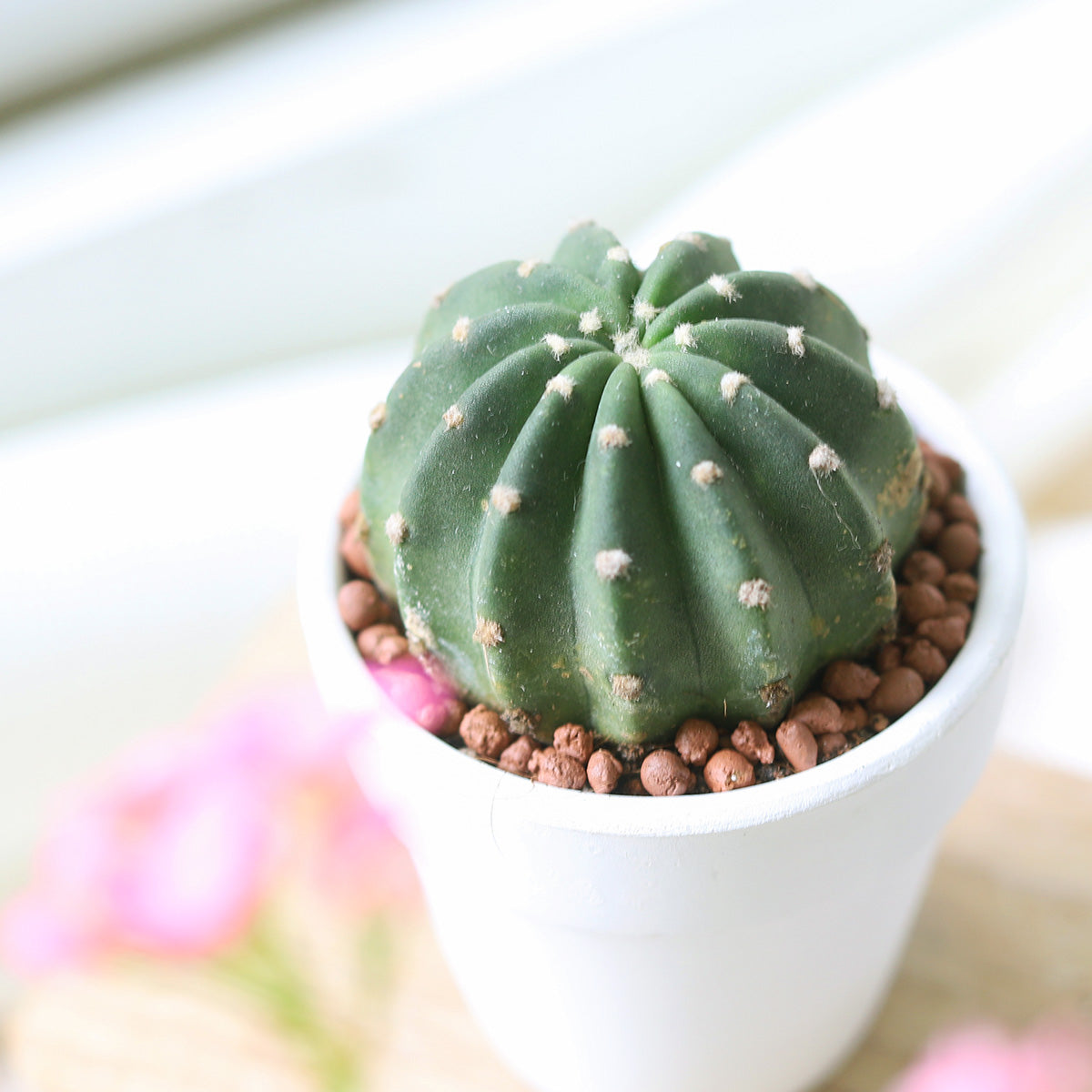 cactaceae succulent Domino Cactus Echinopsis