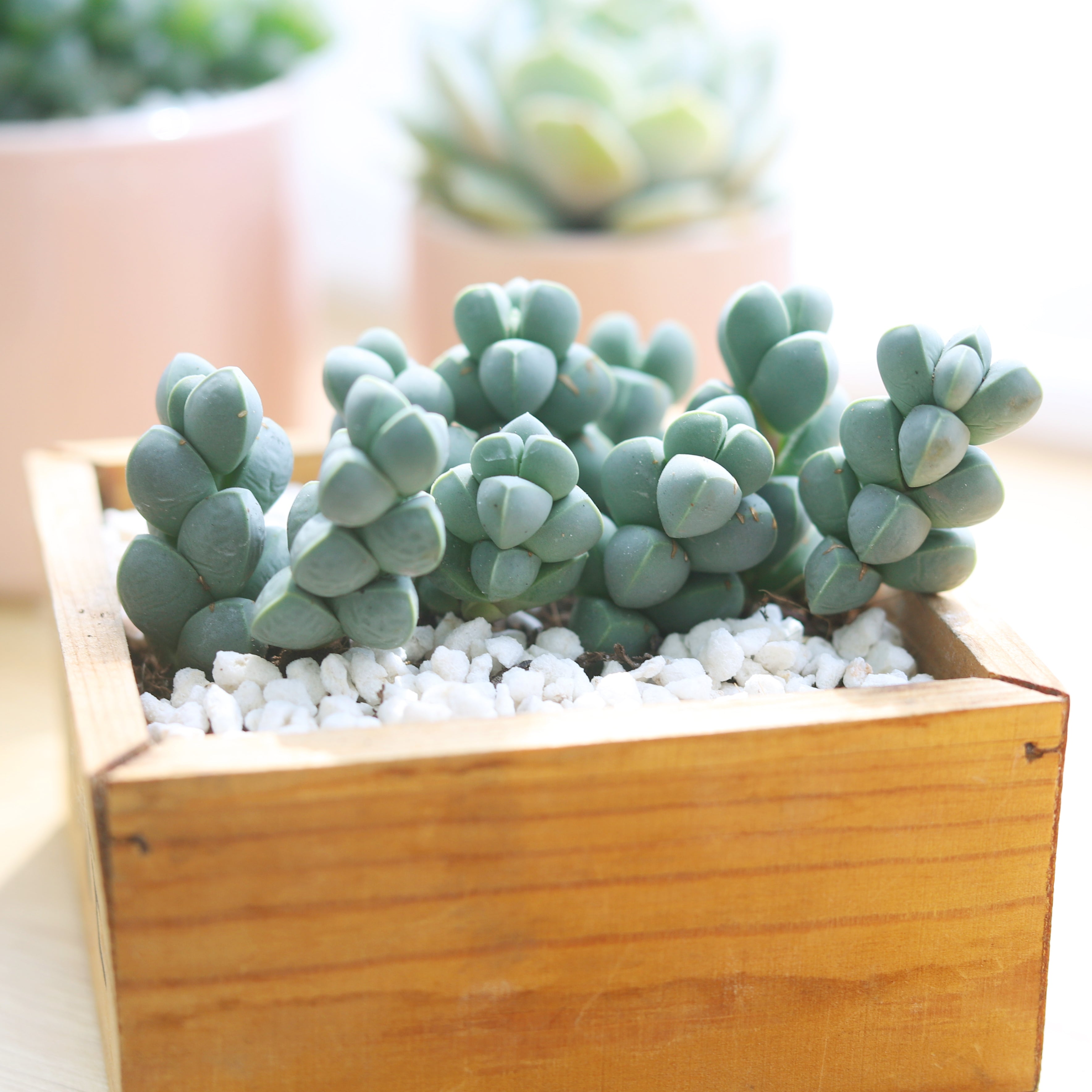 are ice plants succulents Ice Plant Corpuscularia Lehmannii 2 inch / Bamboo Pot by Succulents Box