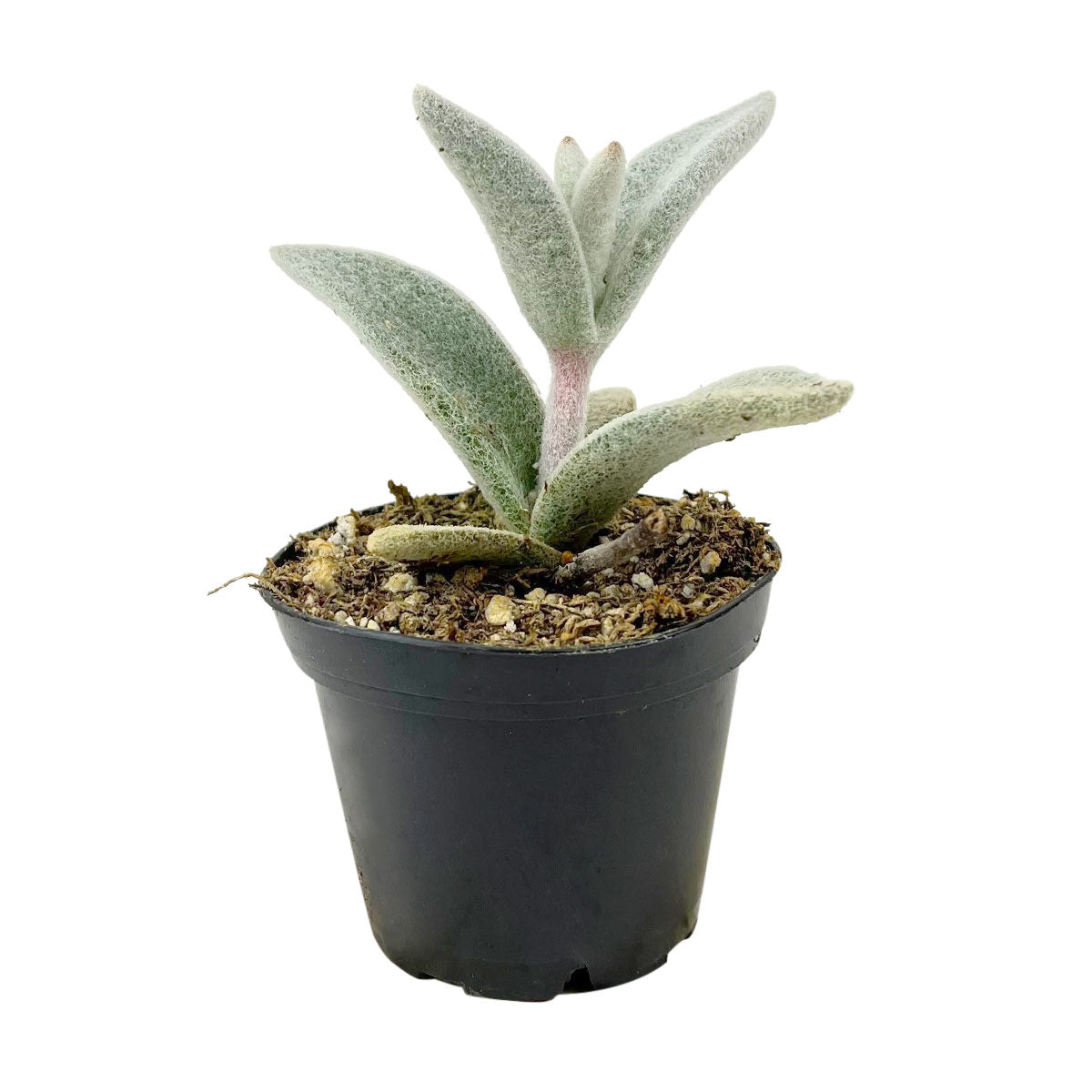 Buy 4 inch Polar Bear Kalanchoe Plant Live, Unique Succulents as Gift, Fuzzy silvery-white Foliage Succulents for Home Decor