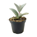Polar Bear Kalanchoe Plant 4 inch Plastic Pot for Sale Online, Types of Kalanchoe Plants to Grow, Small Teddy Bear Panda Plant 